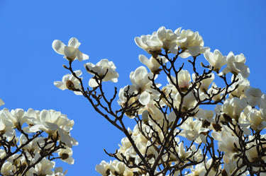10 SOUTHERN MAGNOLIA TREE 12